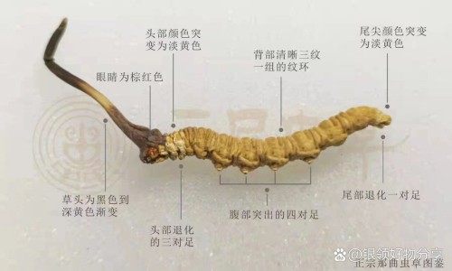 醒脑牛黄清心丸功能主治-醒脑牛黄清心片说明书-专业醒脑牛黄清心丸的功效与作用平台-牛黄醒脑丸说明书
